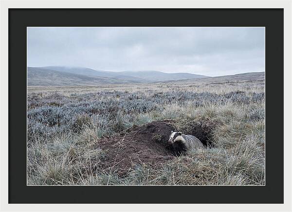 Badger Emerging From Burrow