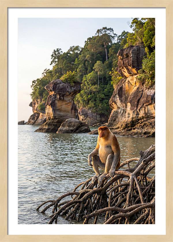 Bako National Park Serenity