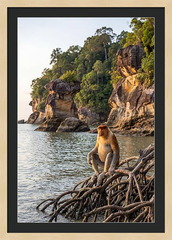 Bako National Park Serenity