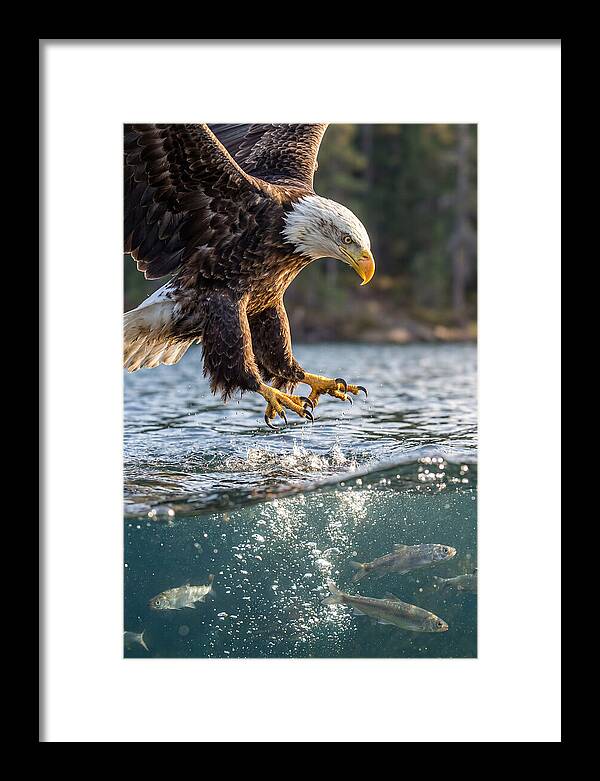 Bald Eagle Diving For Prey