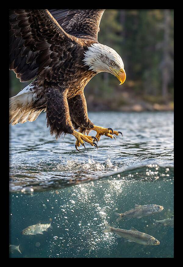 Bald Eagle Diving For Prey