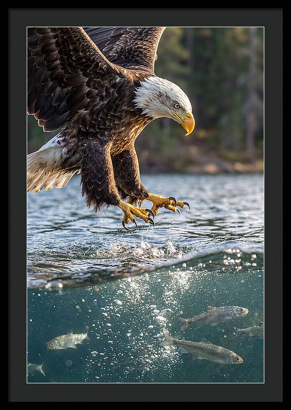 Bald Eagle Diving For Prey