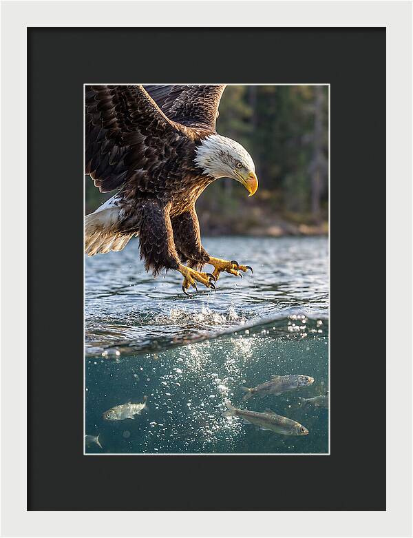 Bald Eagle Diving For Prey