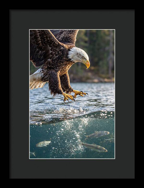 Bald Eagle Diving For Prey