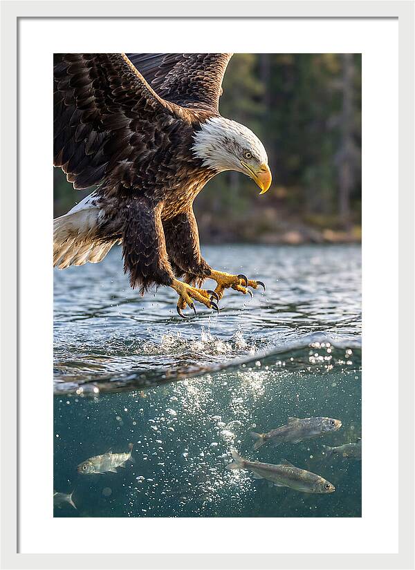 Bald Eagle Diving For Prey