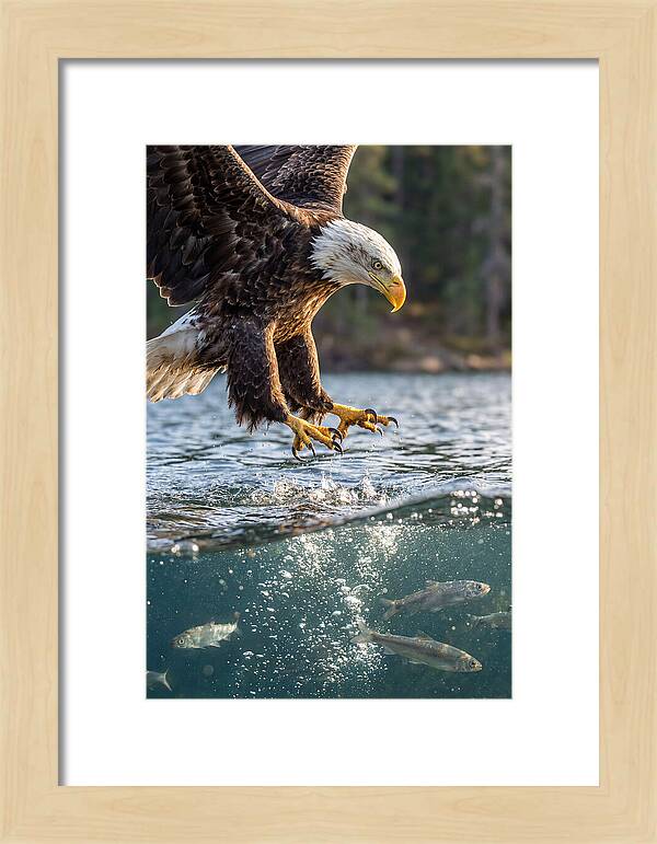 Bald Eagle Diving For Prey