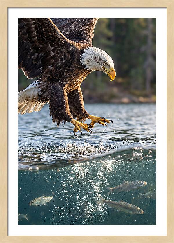 Bald Eagle Diving For Prey
