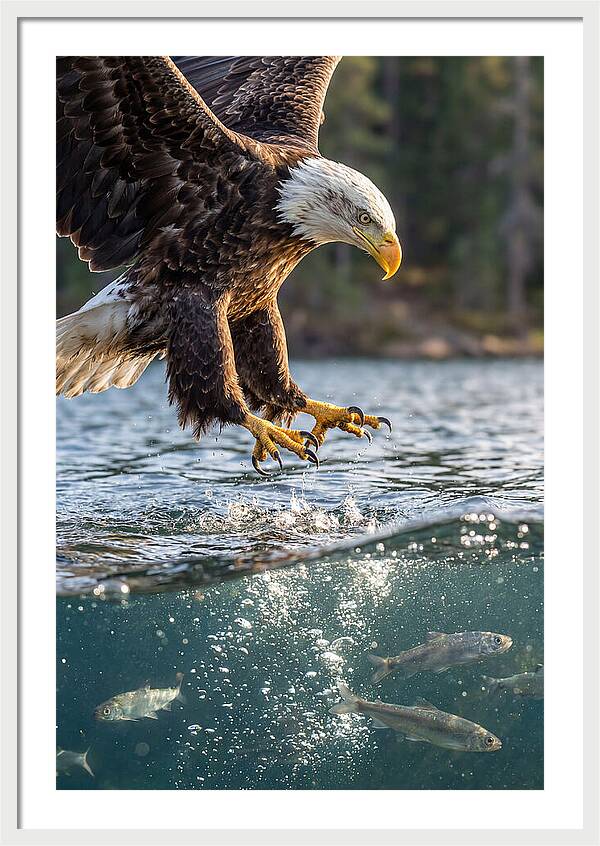 Bald Eagle Diving For Prey