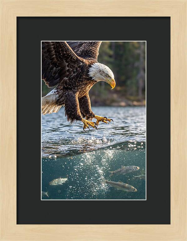 Bald Eagle Diving For Prey