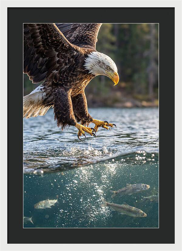 Bald Eagle Diving For Prey