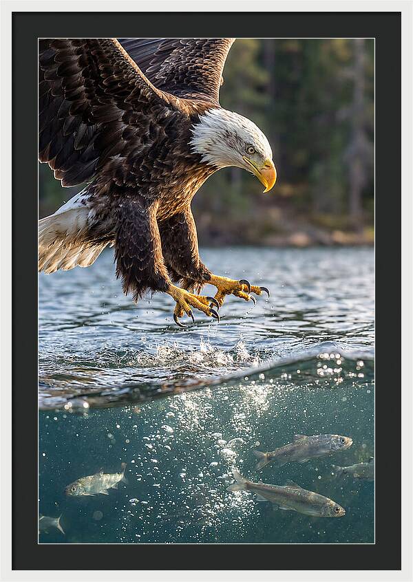 Bald Eagle Diving For Prey
