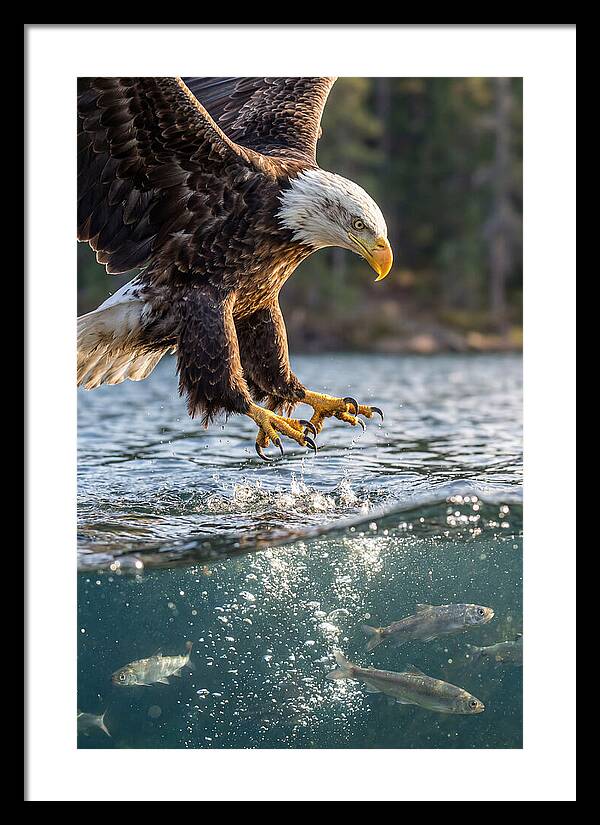 Bald Eagle Diving For Prey