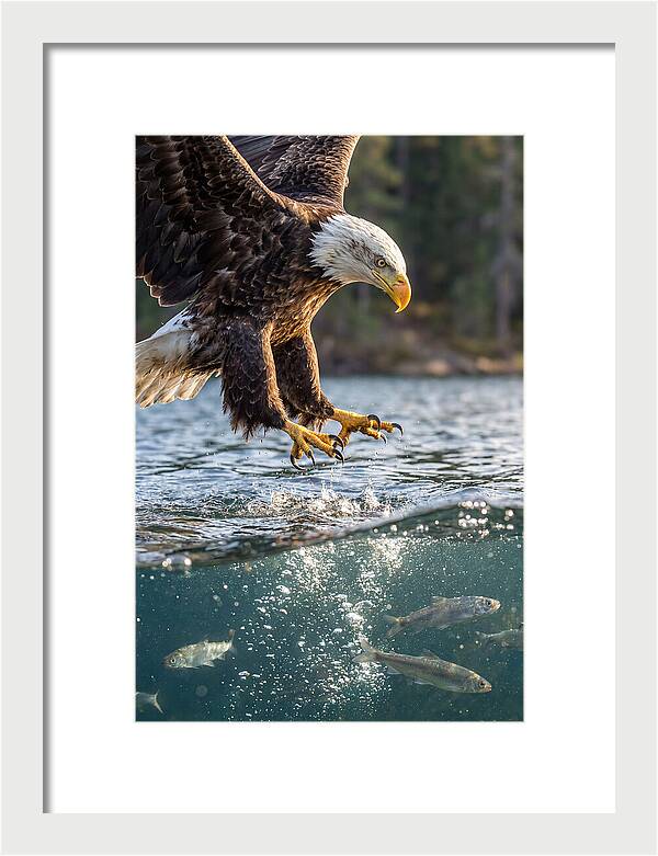 Bald Eagle Diving For Prey