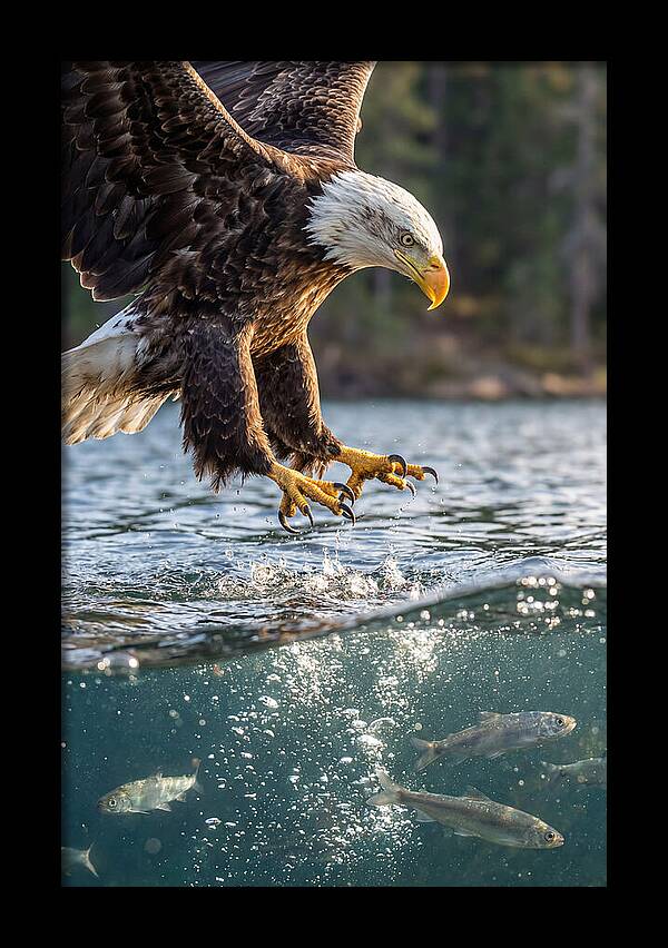 Bald Eagle Diving For Prey