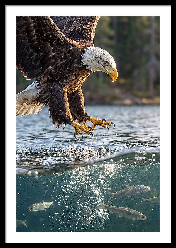 Bald Eagle Diving For Prey