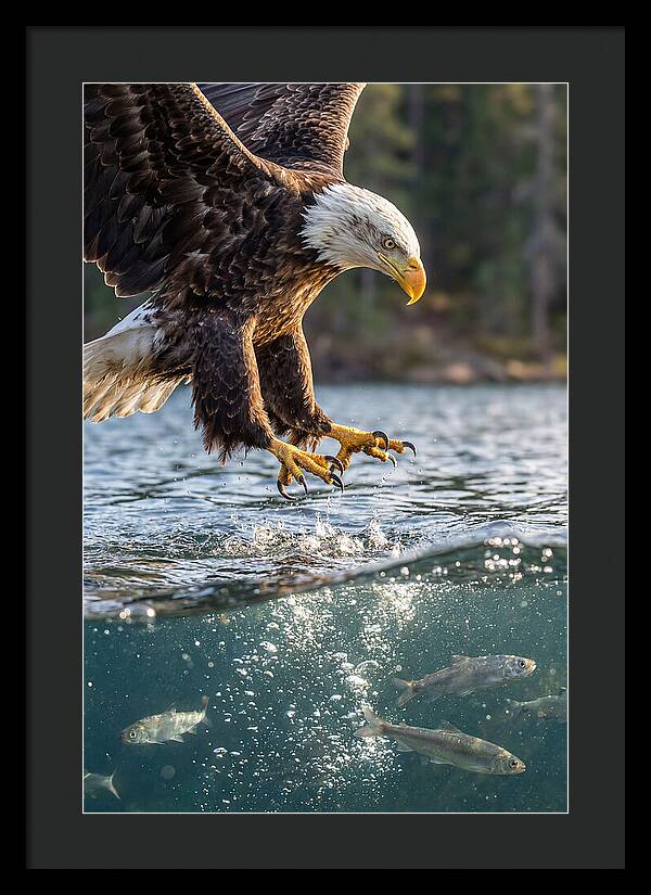 Bald Eagle Diving For Prey