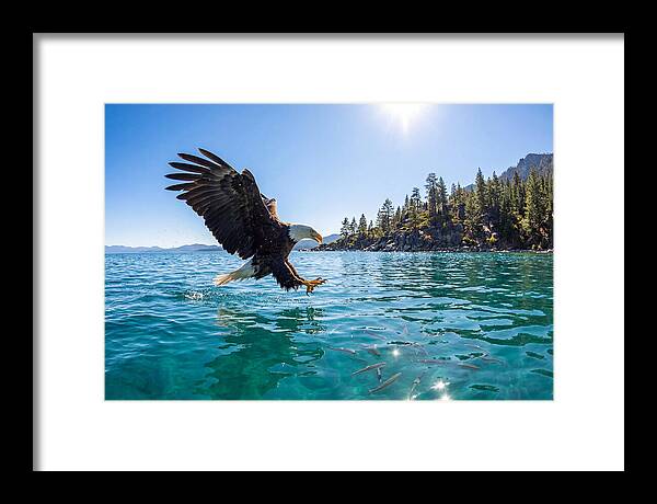 Bald Eagle Fishing In Clear Waters