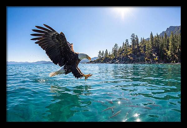 Bald Eagle Fishing In Clear Waters