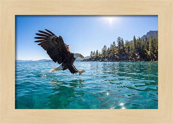 Bald Eagle Fishing In Clear Waters