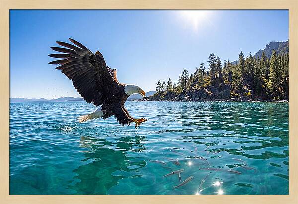 Bald Eagle Fishing In Clear Waters