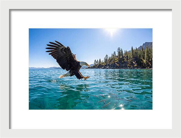 Bald Eagle Fishing In Clear Waters