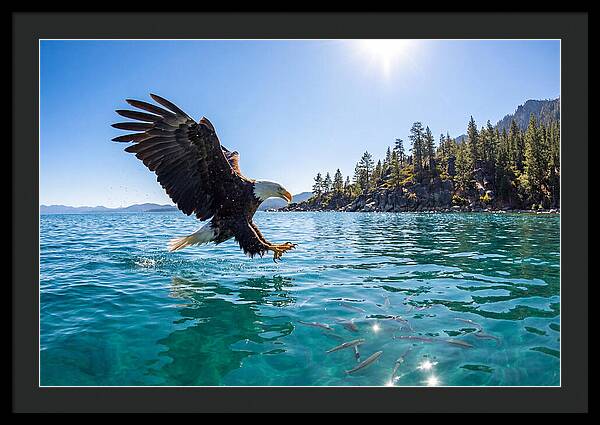 Bald Eagle Fishing In Clear Waters