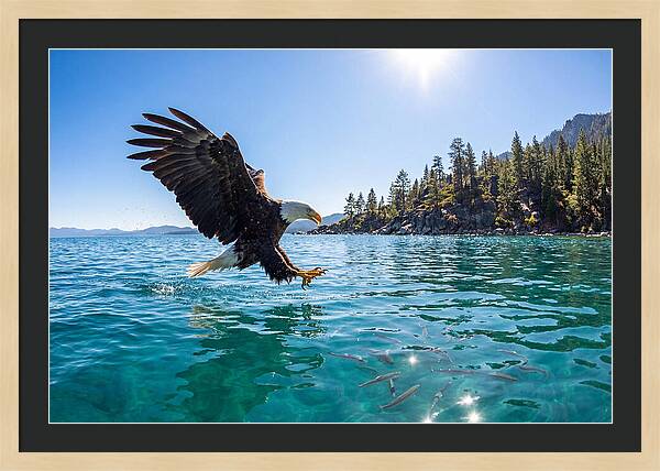 Bald Eagle Fishing In Clear Waters