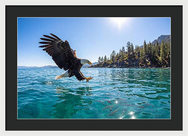 Bald Eagle Fishing In Clear Waters