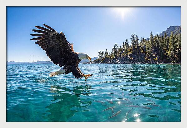 Bald Eagle Fishing In Clear Waters