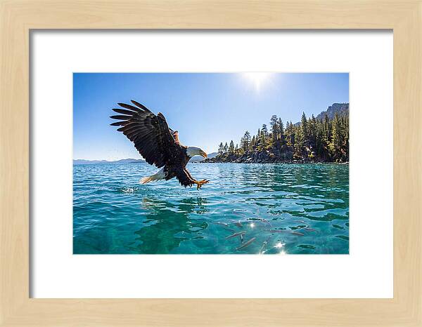 Bald Eagle Fishing In Clear Waters