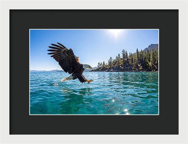 Bald Eagle Fishing In Clear Waters