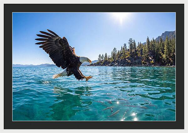 Bald Eagle Fishing In Clear Waters