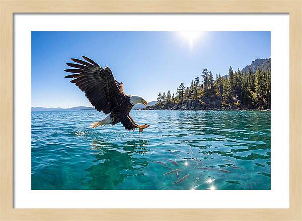 Bald Eagle Fishing In Clear Waters