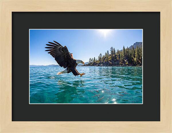 Bald Eagle Fishing In Clear Waters