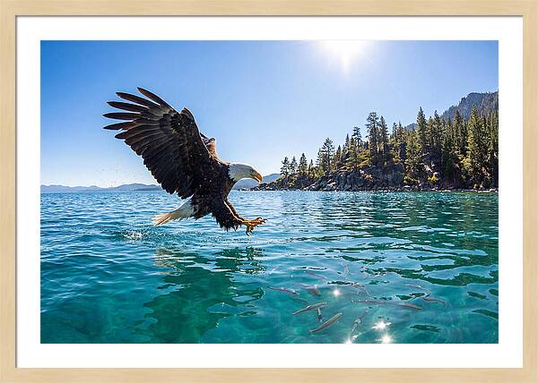 Bald Eagle Fishing In Clear Waters