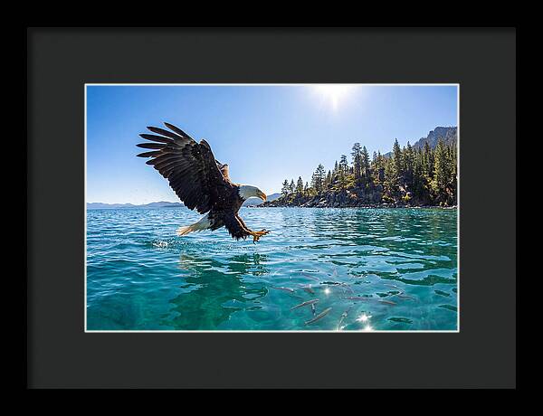 Bald Eagle Fishing In Clear Waters