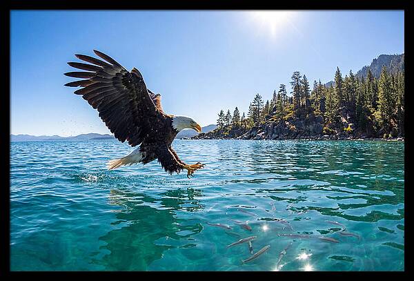 Bald Eagle Fishing In Clear Waters