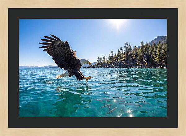 Bald Eagle Fishing In Clear Waters