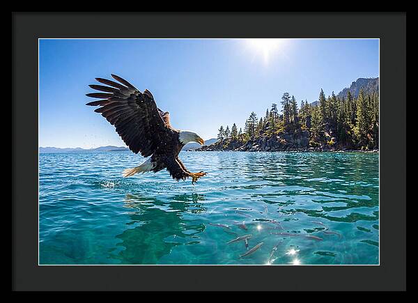 Bald Eagle Fishing In Clear Waters