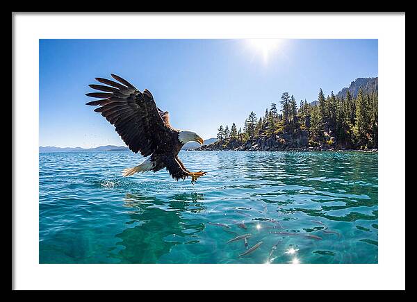 Bald Eagle Fishing In Clear Waters
