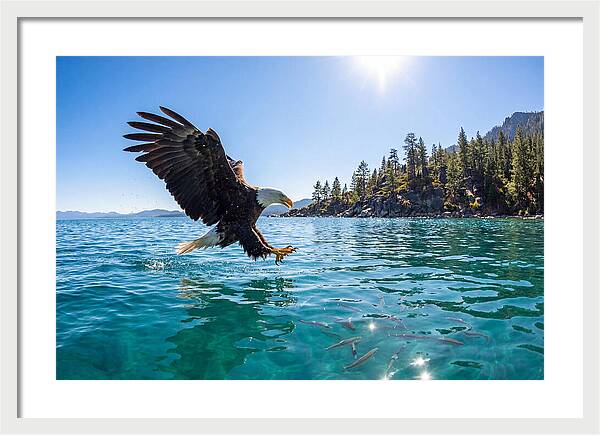 Bald Eagle Fishing In Clear Waters