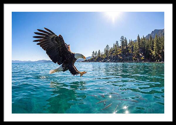Bald Eagle Fishing In Clear Waters