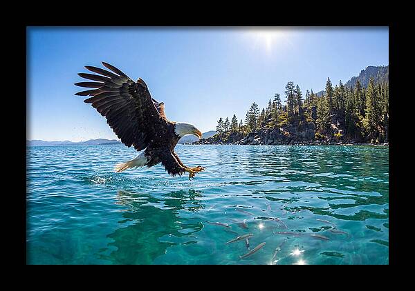 Bald Eagle Fishing In Clear Waters