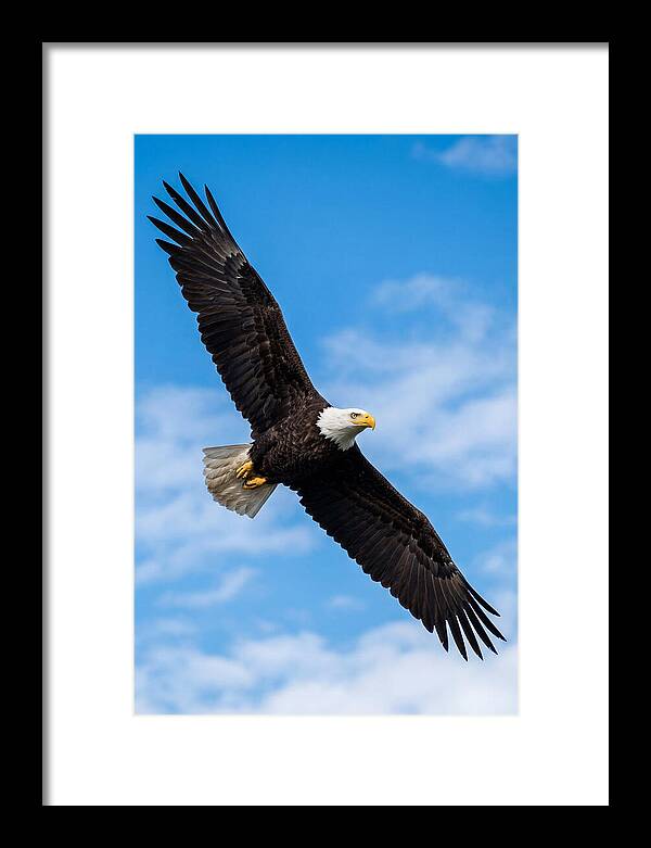 Bald Eagle Soaring High