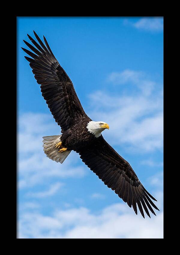 Bald Eagle Soaring High
