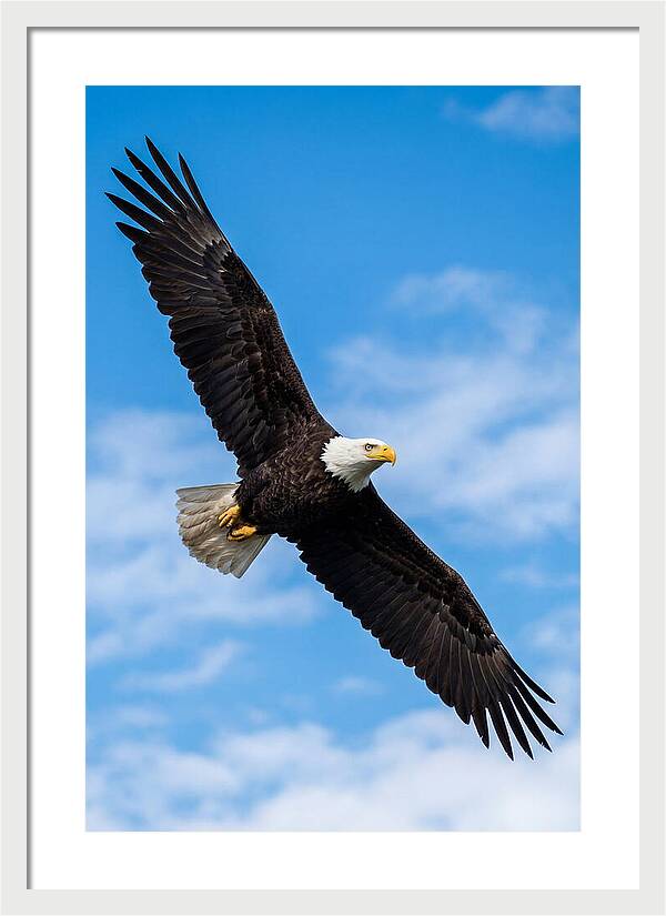 Bald Eagle Soaring High