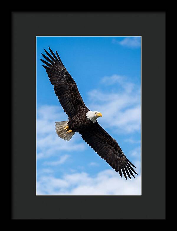 Bald Eagle Soaring High