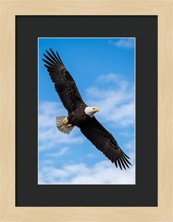 Bald Eagle Soaring High