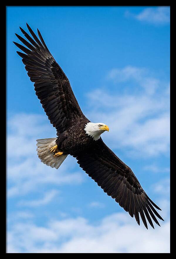 Bald Eagle Soaring High