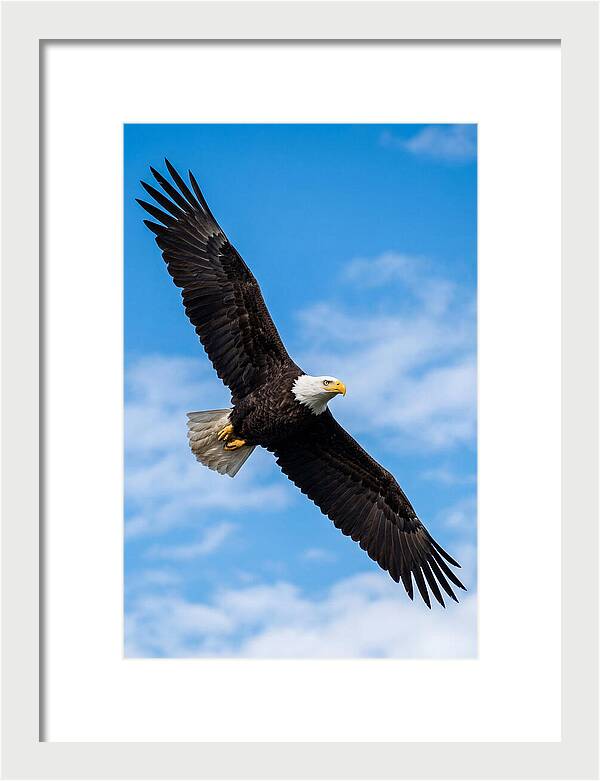 Bald Eagle Soaring High